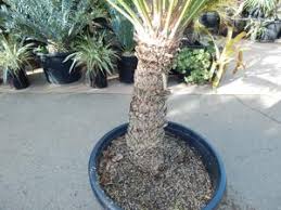 Image result for Cycas thouarsii