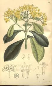 Image result for Psychotria eminiana