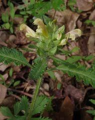 Image result for Buchnera longispicata