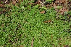Unsure what to plant in your area? Mentha Requienii Corsican Mint Mint Pfaf Plant Database