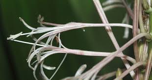 Image result for Dracaena aubryana