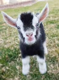 mini goat cute wild animals cute goats baby animals funny