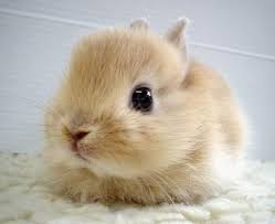 Voici Un Petit Lapin Bebes Animaux Animaux Mignons Photo Lapin