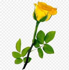 Single Yellow Rose Transparent Background Hd Single Yellow Rose Png Image With Transparent Background Toppng Free for commercial use no attribution required high quality images. hd single yellow rose png image with
