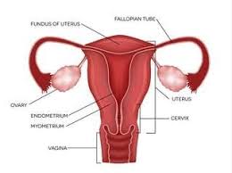 Renal agenesis refers to a congenital absence of one or both kidneys. Mullerian Agenesis Also Known German Homeopathic Clinic Facebook