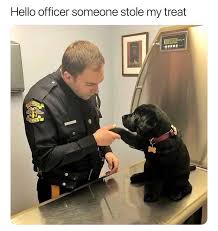 28 Funniest Dog Memes That Will Keep You Laughing For Hours Justviral Net Baby Animals Funny Funny Dog Memes Cute Animal Memes