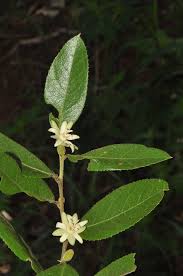 Image result for Paropsia