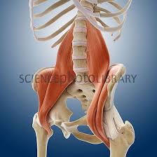 While muscles like the gluteals (in the thighs) are used any time we walk or climb a step, deep back muscles and abdominal muscles are usually not actively engaged during everyday activity. Iliopsoas Combination Of 2 Muscles Lower Back Wrapping Around Your Inner Hip Other Wise Known As Iliac Muscle Anatomy Yoga Anatomy Psoas Release