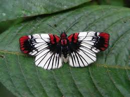 Black And White Striped Butterfly Uk Unknown Butterfly Black Stripes Red And White Butterfly Photos Butterfly Pictures Beautiful Butterflies