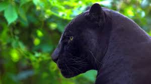 A black panther is focused on me. Facts About Black Panthers The Animal Some Interesting Facts