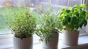 See my full disclosure statement here. How To Plant A Kitchen Herb Garden