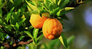 Our guide lists the most popular evergreens, flowering trees and citrus trees. Planting Fruit Trees In Florida Read This First Irrigation Landscaping R And R