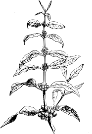 Coffee Bean Coffee Plant Seed Coffee Coffee Coffe Coffee Bean Coffee Plant Seed Coffee Coffee Coffe Coffee Plant Coffee Drawing Coffee Beans