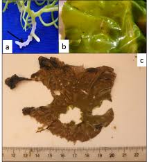 Image result for Kelp Green 2007 S-Max