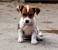 Miniature Jack Russell Terrier Puppies For Sale