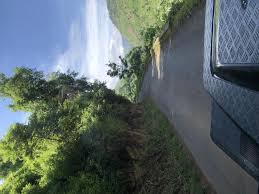 Image result for Cirsium  buchwaldii