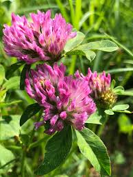 Cresce come quasi tutti i fiori spontanei ai bordi delle strade o sui prati. Trifoglio Pratense Fiore Dolce E Rosato Natura In Mente Calliopea