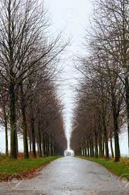 Road Of Trees Tunnel Of Trees One Point Perspective Stock Photo Picture And Royalty Free Image Image 96713258