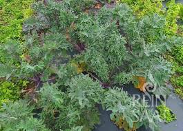 Image result for kadeřávek