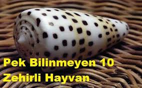 Zehirli Hayvanlar Hayvanlar Hayvan Kedi Baligi