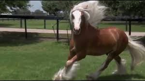 We did not find results for: Chewbacca Gypsy Vanner Horses For Sale Colt Silver Bay Youtube