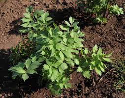 Notice, for example, the highlighted portions. How To Plant Grow And Harvest Lovage