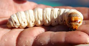 For the species called goat miller , see cossus cossus. 10 Interesting Insects And Bugs Found Around Australia Inquibox