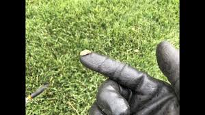 There are attractive flowers and plants that have natural adaptations to keep pests such as slugs or snails at a distance. Getting Rid Of Slugs In The Lawn Youtube