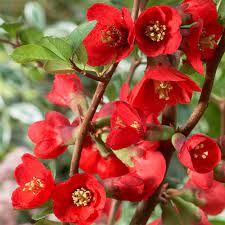 Native to the eastern and southern us, redbuds are scattered throughout the countryside's and are one of the first trees to flower in early spring, along with dogwoods. Chaenomeles Superba Texas Scarlet J Parker Dutch Bulbs