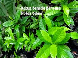 Rempah yang satu ini mengandung antibakteri, antiperadangan. Kebun Bahagia Bersama Pokok Daun Salam Nusantara Bayleaf