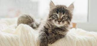 سن البلوغ تعيق اضطراب ماذا تاكل القطط الصغيرة من طعام البيت -  ramblingrachna.com