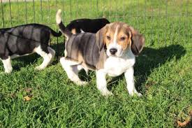 The good news is we have an article and some pictures about what you're looking for. Beagle Puppies Not Many Left For Sale In Bridgeport Connecticut Classified Americanlisted Com