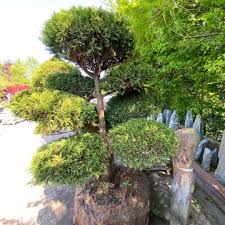 Image result for Chamaecrista plumosa
