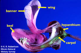 We did not find results for: Index Of Help Digitalflowers Picts Fabaceae