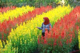 Masih satu jalan dengan candi gedong songo, terdapat wisata alam semarang lainnya yaitu taman bunga celosia. 12 Gambar Taman Bunga Celosia Koleksi Bunga Hd