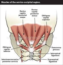 Lower right back pain can be due to a variety of systemic, orthopedic, or neurological causes. Occipital Neuralgia And Suboccipital Headache C2 Neuralgia Treatments Without Nerve Block Or Surgery Caring Medical Florida