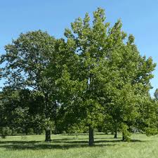 Image result for Ilex mitis