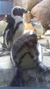 With the exception of a few monsters (like bolt penguin and fluffal penguin), all members are aqua type. Now Cross Penguin Off Your Animal Anus Bucket List 9gag