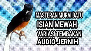 Suara Burung Murai Batu Juara Gacor Full Isian Di 2021 Murai Suara Isian
