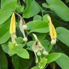 Image result for Cyclosorus striatus