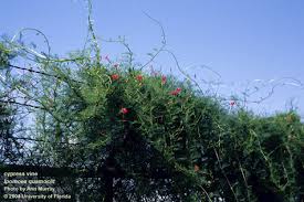 Image result for Ipomoea quamoclit