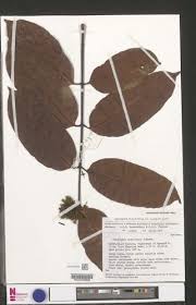 Image result for Landolphia owariensis