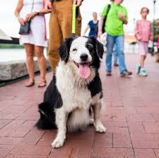 Are you ready for some puppy love? The Dogist On Twitter Mica Border Collie Mix 9 Y O Rousakis Riverfront Plaza Savannah Ga She S A Rescue From Colorado Loves Snow This Is Not Her Territory Https T Co Ckwmz10ajs