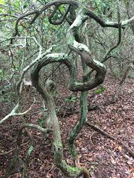 Twisted Nature Weetamoo Woods Nature Forest Island