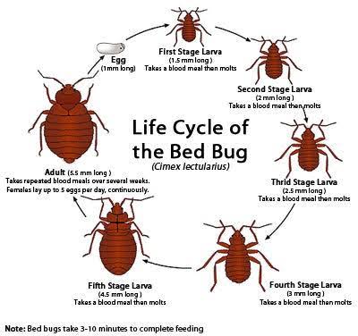Bed bugs treatment product image