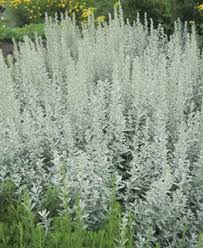Полынь шмидта artemisia schmidtiana silver mound. Artemisia Ludoviciana Silver King