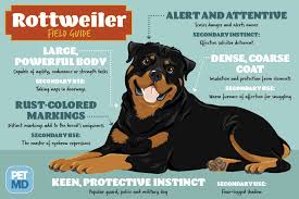 Rottweiler Field Guide Dog Breed Field Guides Rottweiler