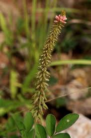 Image result for Indigofera astragalina