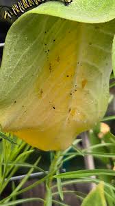 Image result for Asclepias grandirandii