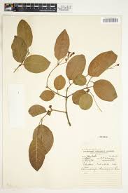 Image result for Schrebera trichoclada